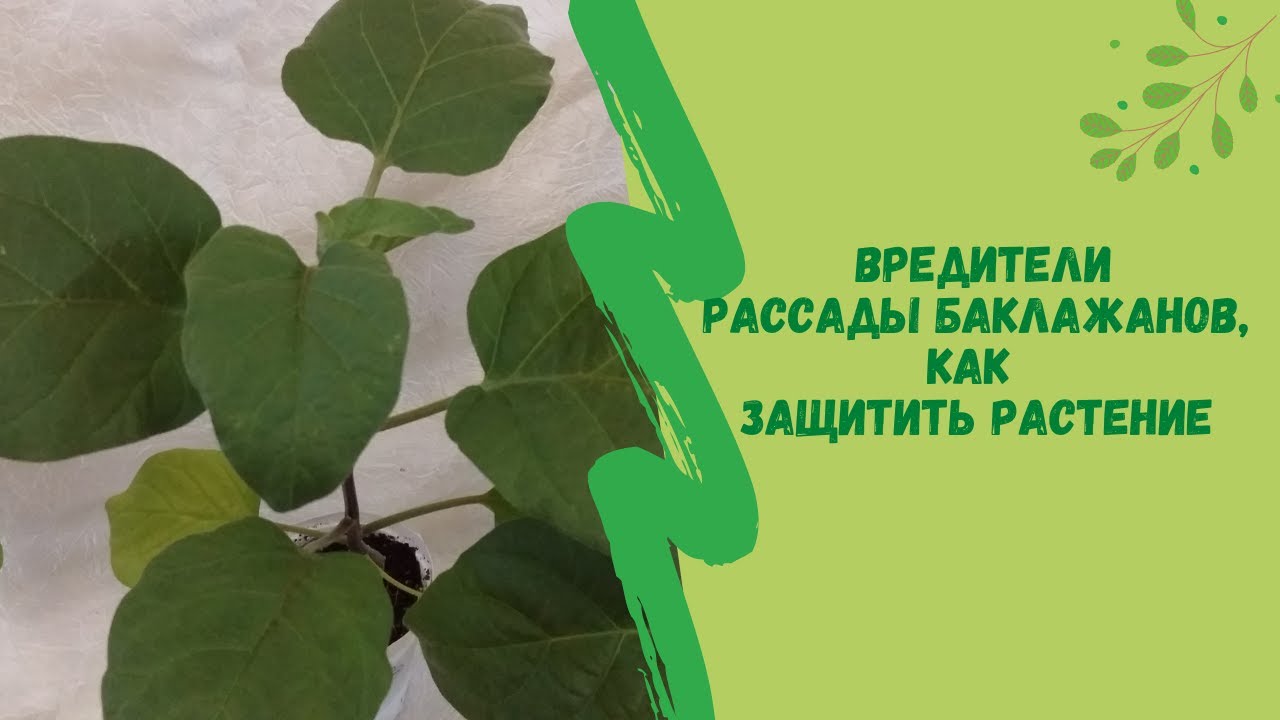 Вредители рассады баклажанов, как защитить растение