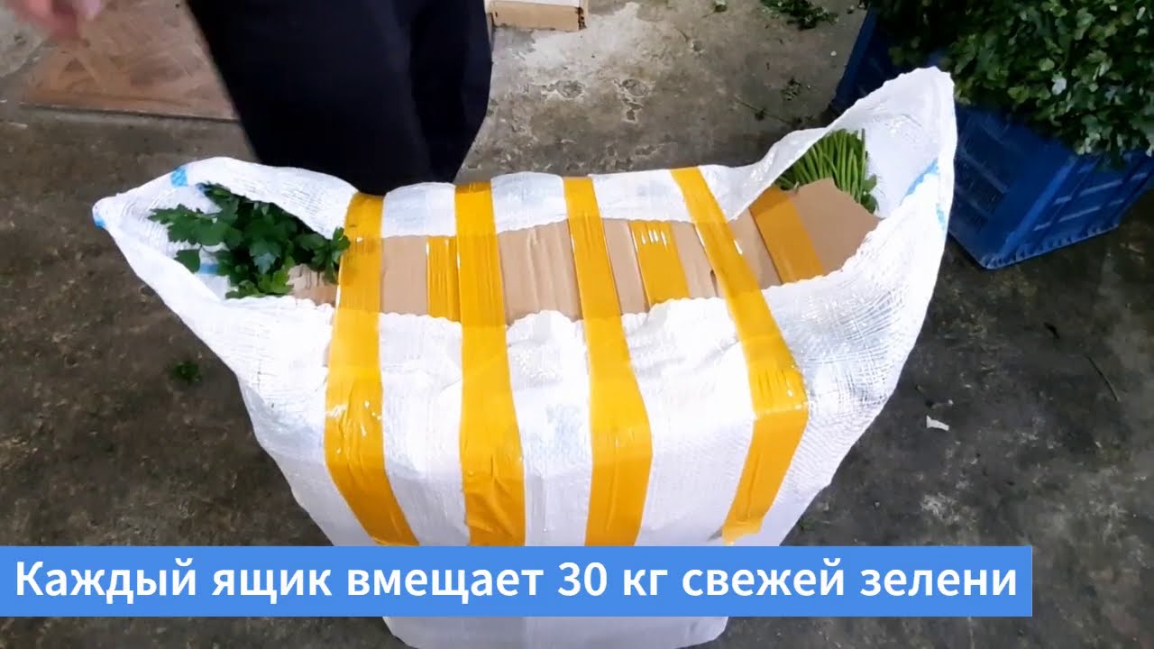 Зелень Грузии: как выращивают, убирают, пакуют со льдом на экспорт укроп, петрушку, кинзу (кориандр)