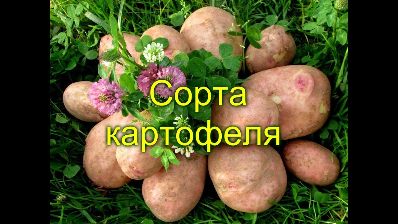 КАРТОФЕЛЬ 10