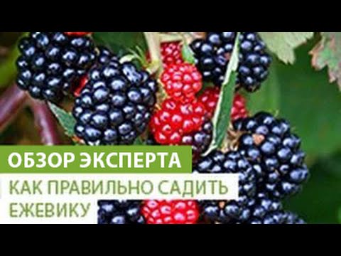 Как правильно сажать ежевику