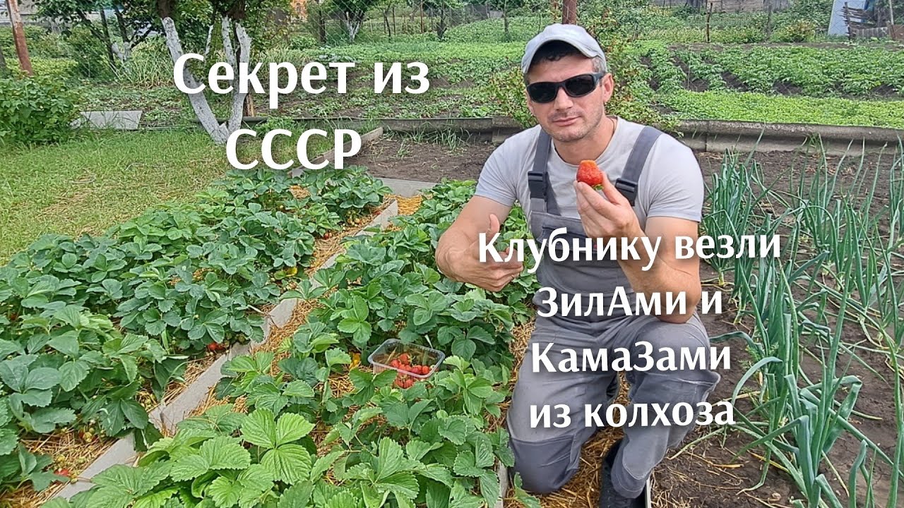 Благодаря этому секрету в СССР клубнику везли с полей КамаЗами