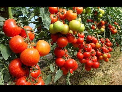 КИТАЙСКИЙ СПОСОБ ВЫРАЩИВАНИЯ ТОМАТОВ!ВАЖНОЕ ПРАВИЛО ВЫРАЩИВАНИЯ!