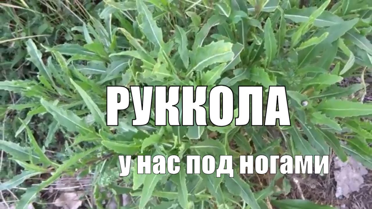 Руккола Сорняк с уникальными полезными свойствами
