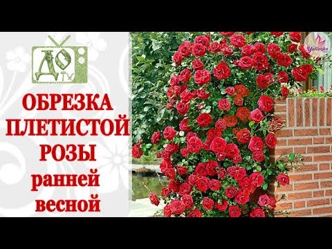 Обрезка плетистой розы весной / формирование куста, черенки