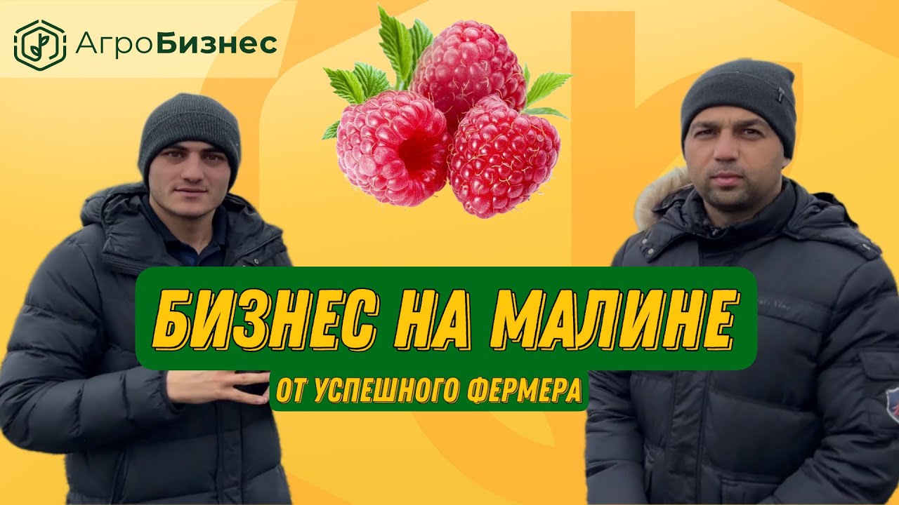 Как создать успешный бизнес на малине? Секреты от гуру своего дела. Разбор Нишы