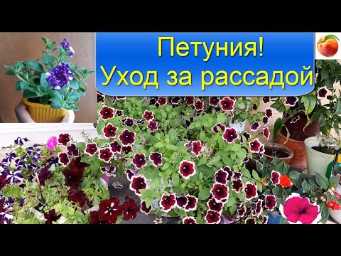 Петуния Уход за рассадой Формирование петунии, черенкование Цветы будут шапкой!