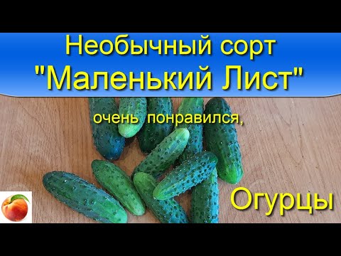 Огурцы сорт Маленький лист Необычный и вкусный сорт огурцов Рекомендую! Универсальный