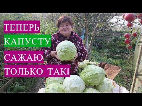 Лучший способ выращивания капусты! Показываю результат. Обязательно попробуйте в новом сезоне!