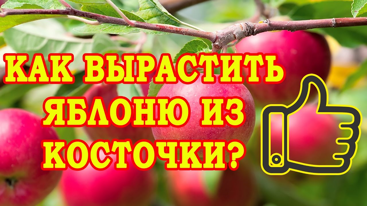 КАК ВЫРАСТИТЬ ЯБЛОНЮ ИЗ КОСТОЧКИ? СТРАТИФИКАЦИЯ СЕМЯН