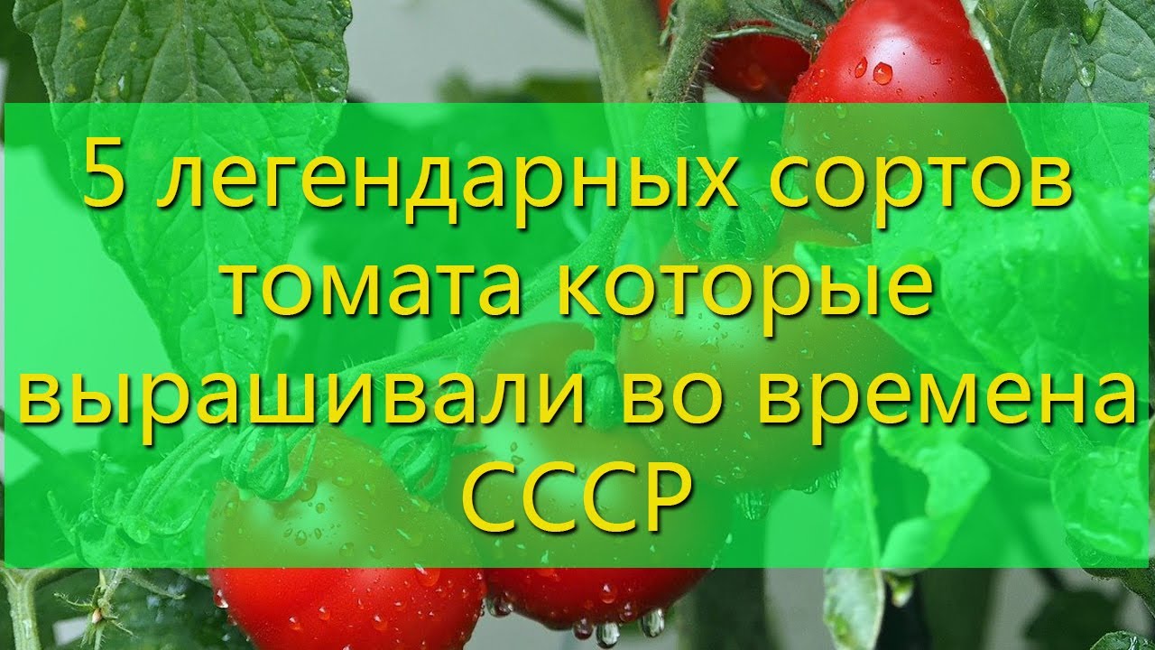 5 легендарных сортов томата которые вырашивали во времена СССР
