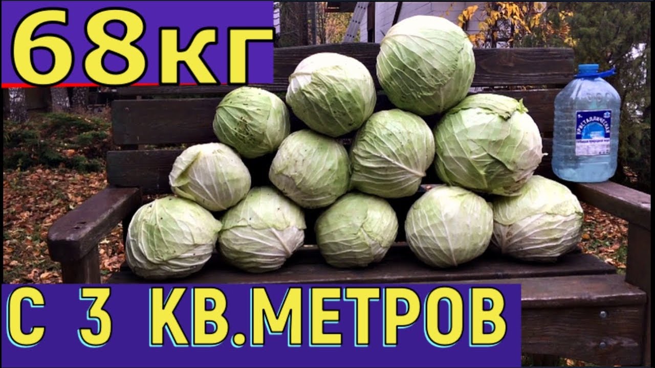 ШОК! Как получить 3 тонны капусты с сотки