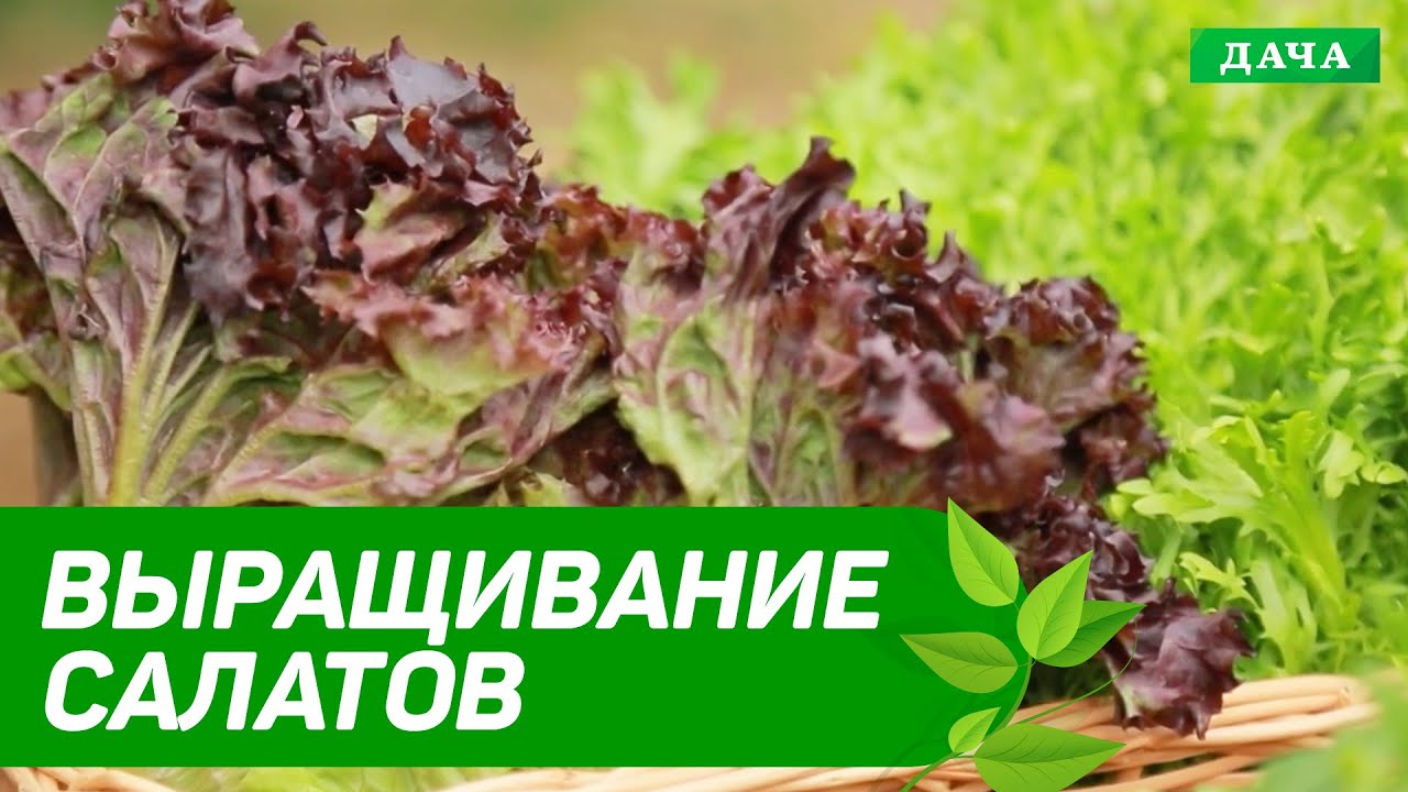 Кухня и Сад: Как вырастить зеленый салат | Выращивание айсберга, руколы, латука дома