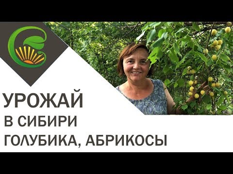 ​А у вас в Сибири растут голубика и абрикосы в -45?