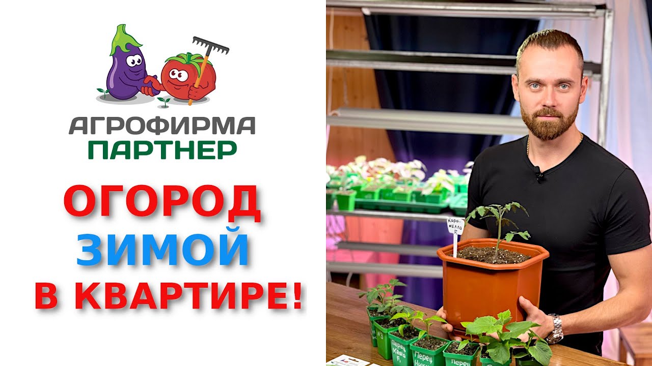 Огород зимой в квартире! Обзор подходящих сортов и полезные советы