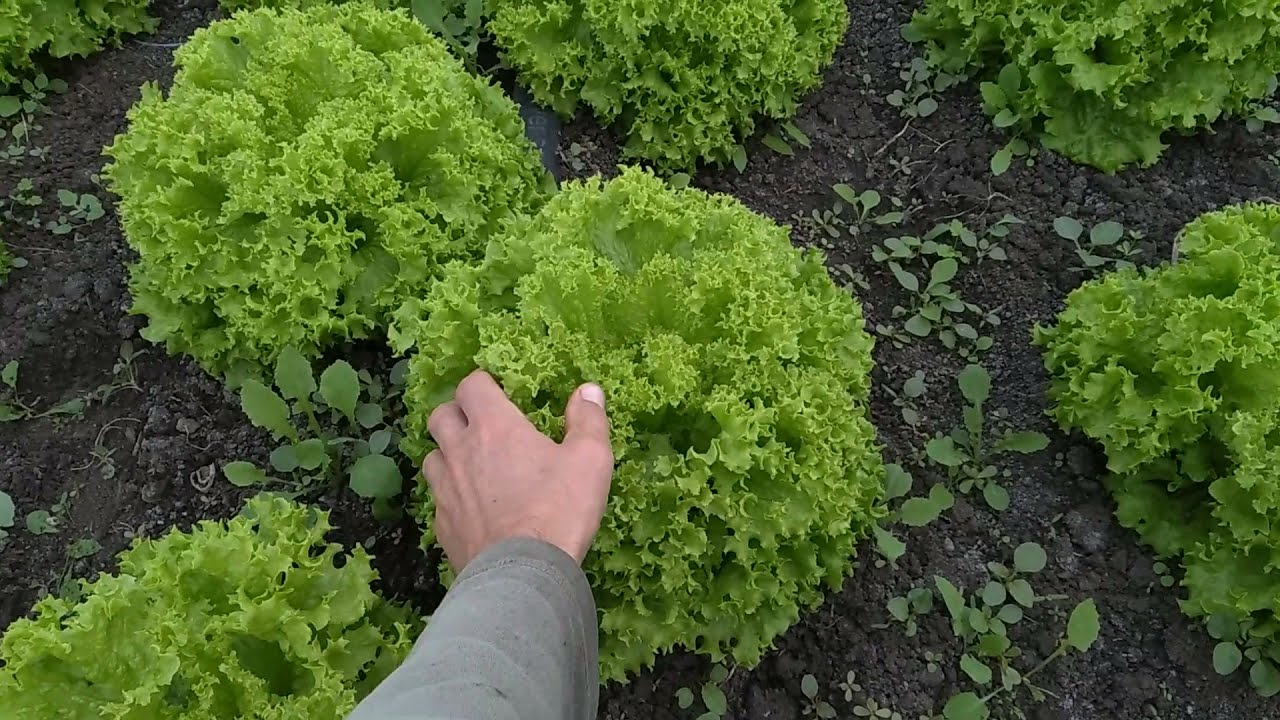 Выращивание салата, осень.