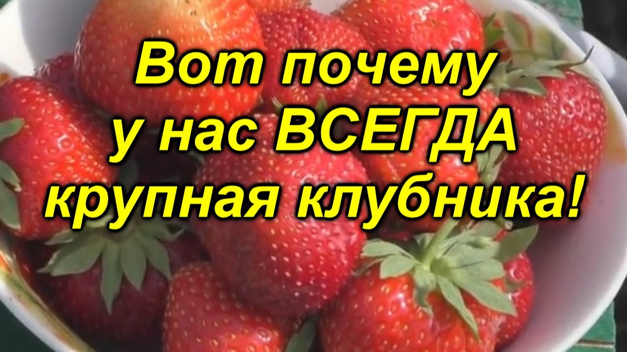 Всего одна подкормка и ягода на клубнике будет КРУПНОЙ! "Копеечная" [подкормка] клубники.