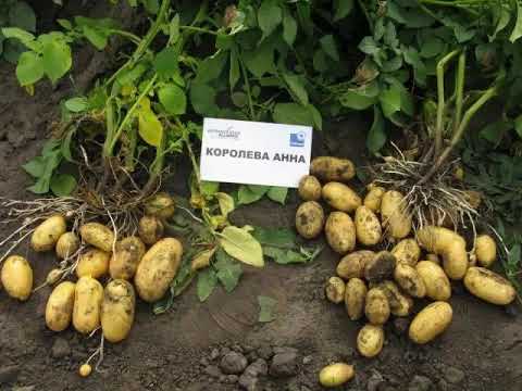КАРТОФЕЛЬ КОРОЛЕВА АННА / характеристика сорта Королева Анна