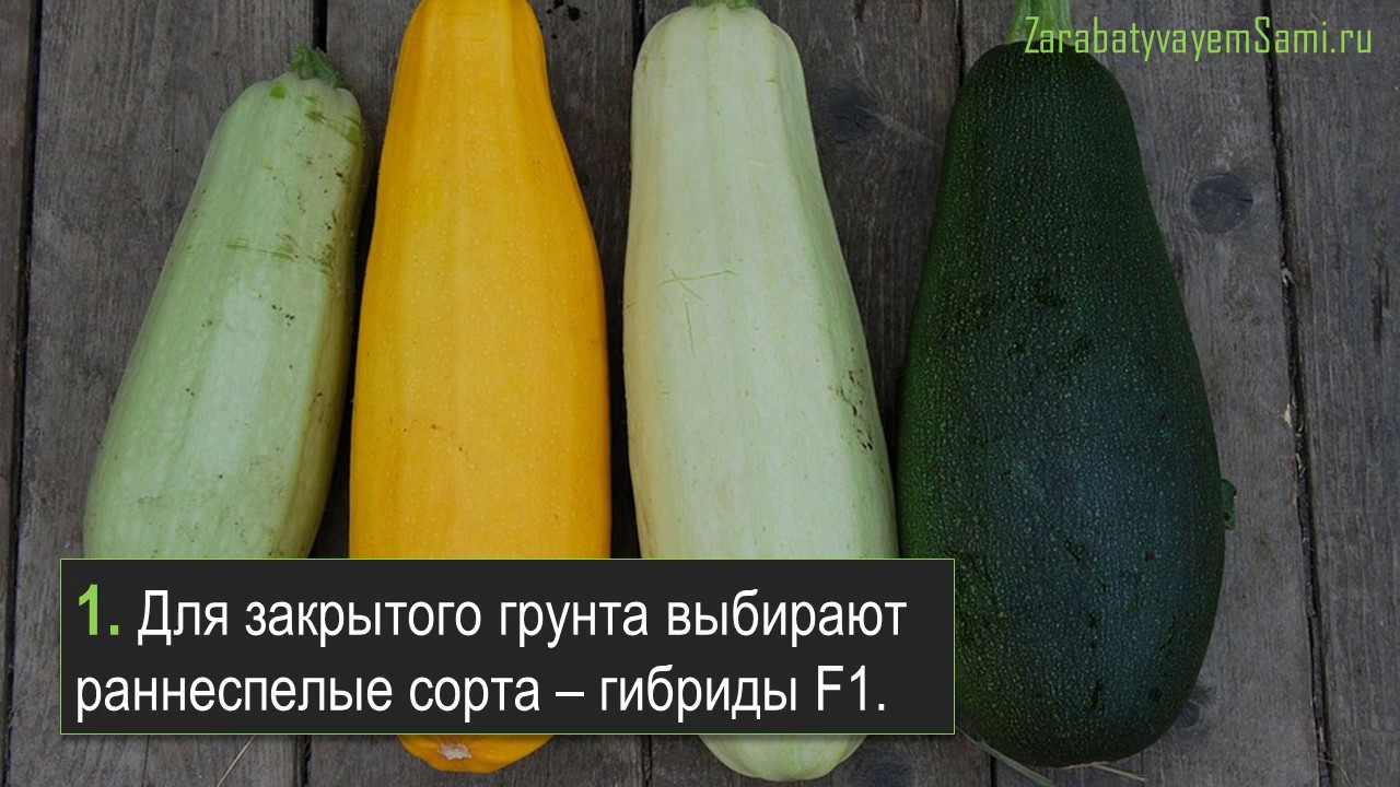 Как вырастить кабачки в теплице – 10 советов