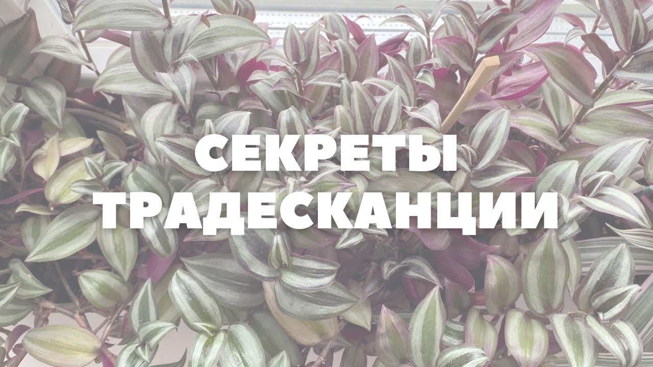 ТРАДЕСКАНЦИЯ ЗЕБРИНА | Секреты ухода и размножения 