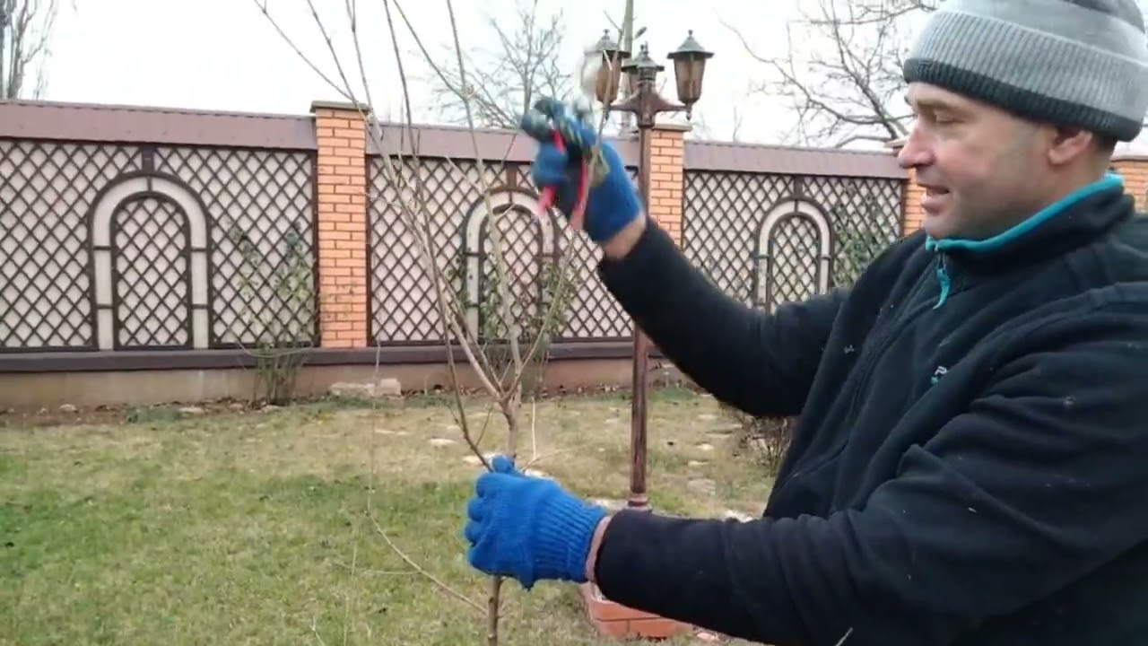 Обрезка граната. Как сформировать из куста дерево.