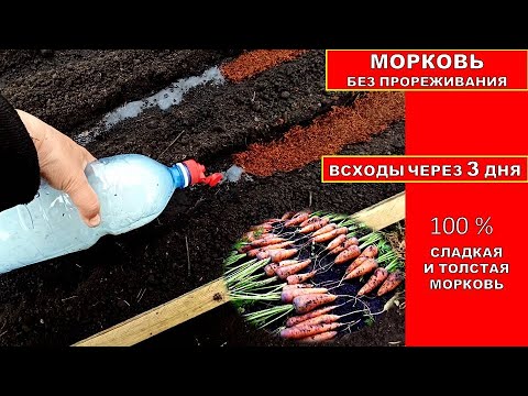 МОРКОВЬ БЕЗ ПРОРЕЖИВАНИЯ - ВСХОДЫ ЧЕРЕЗ 3 ДНЯ! Супер способ посева урожайной толстой моркови.