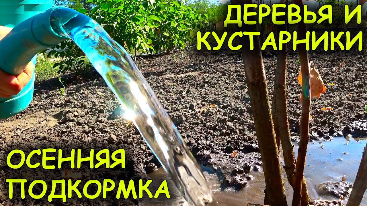 Чем ПОДКОРМИТЬ ПЛОДОВЫЕ ДЕРЕВЬЯ и КУСТАРНИКИ ОСЕНЬЮ, в конце сезона!!!