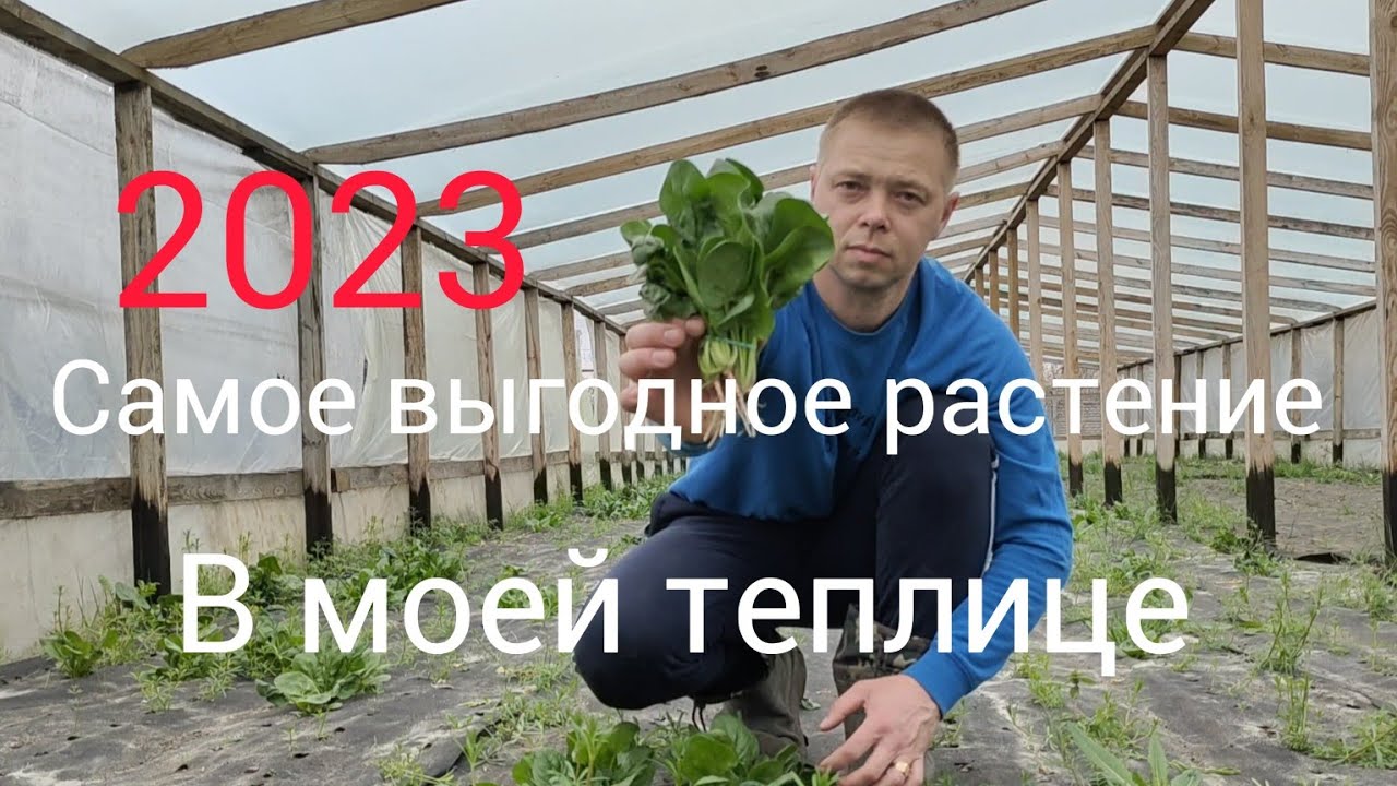 Самое выгодное растение в моей теплице spinach сезон 2023 это шпинат.