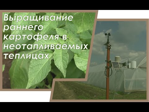 Выращивание раннего картофеля и редиса в теплице.