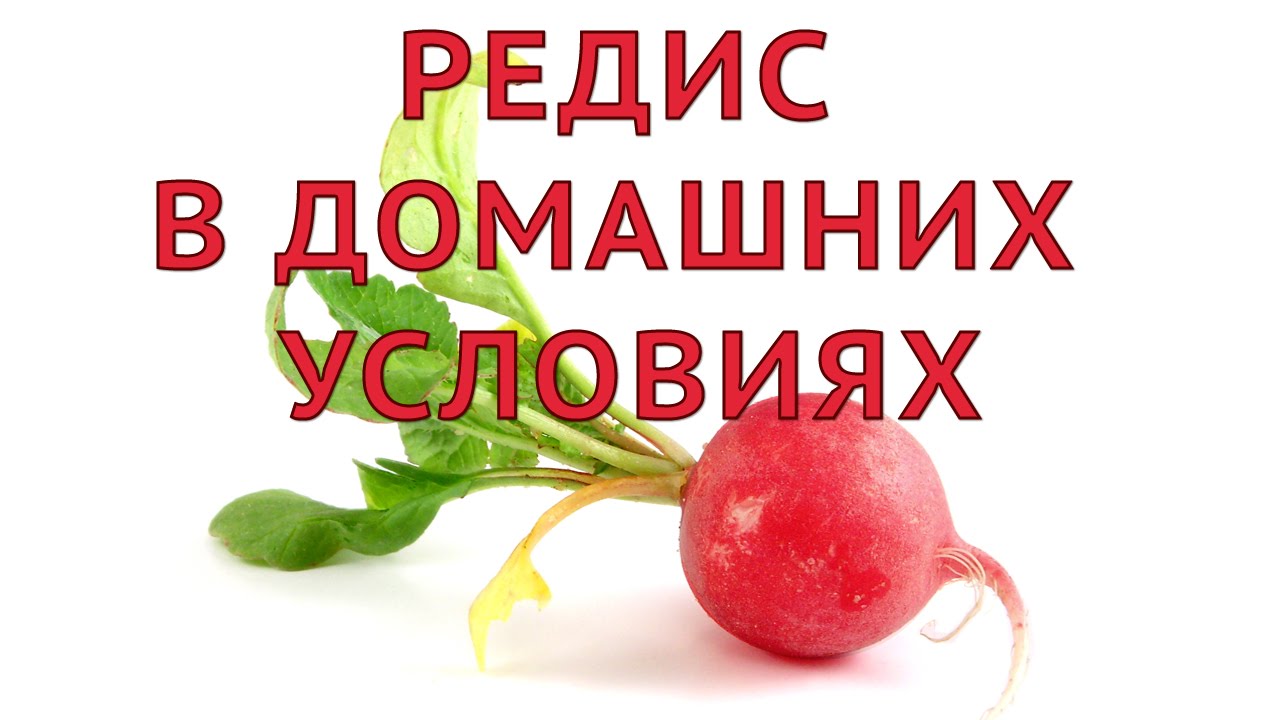 ЭХ, редисочка, да парниковая...