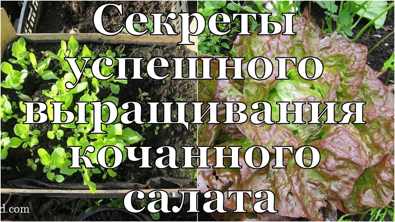 КОЧАННЫЙ САЛАТ. Все СЕКРЕТЫ выращивания // Secrets of successful cultivation of iceberg lettuce