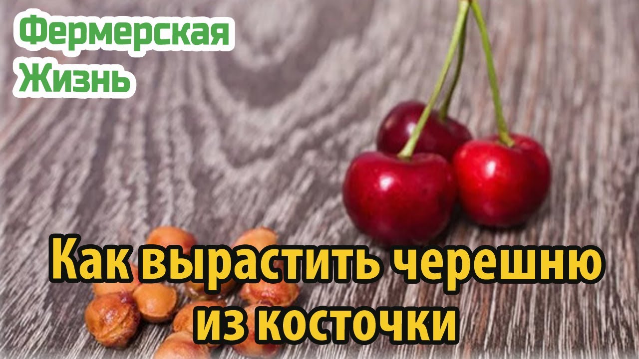 Как вырастить черешню из косточки