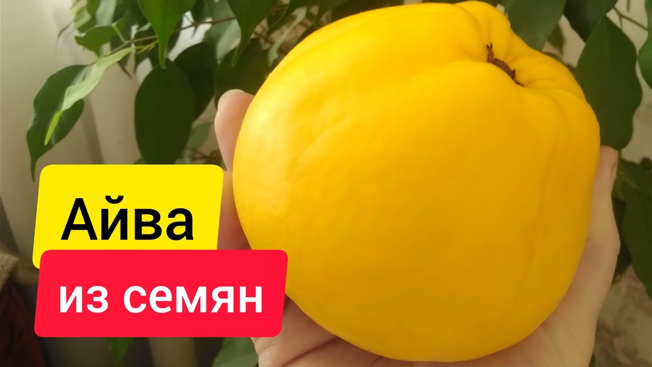 Айва из семян | Можно ли вырастить из магазинной айвы дерево?