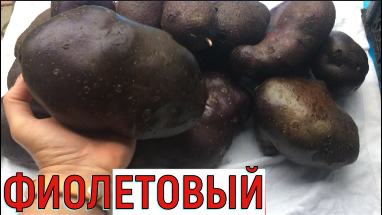 ФИОЛЕТОВЫЙ КАРТОФЕЛЬ, выращивание, урожайность