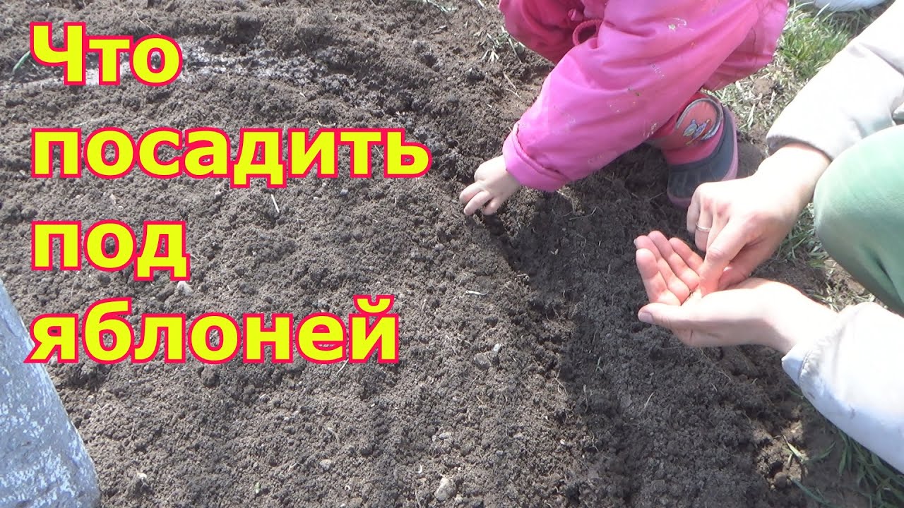 Как я оформляю приствольные круги плодовых деревьев. Что посеять и чем замульчировать. Весенний уход