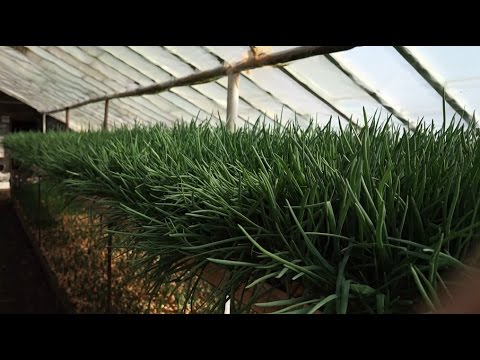 Всё тот же, лук на зелень, Штутгартер