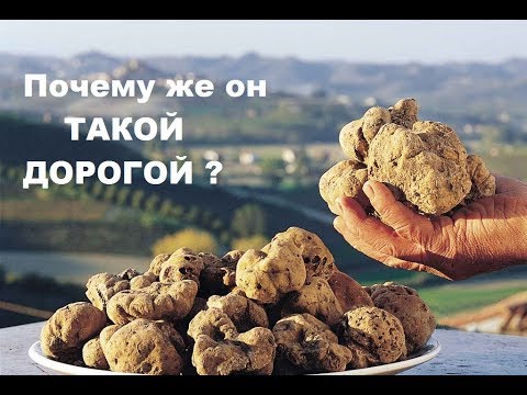 ТРЮФЕЛЬ НЕОБЫЧНО ЧТО ТО