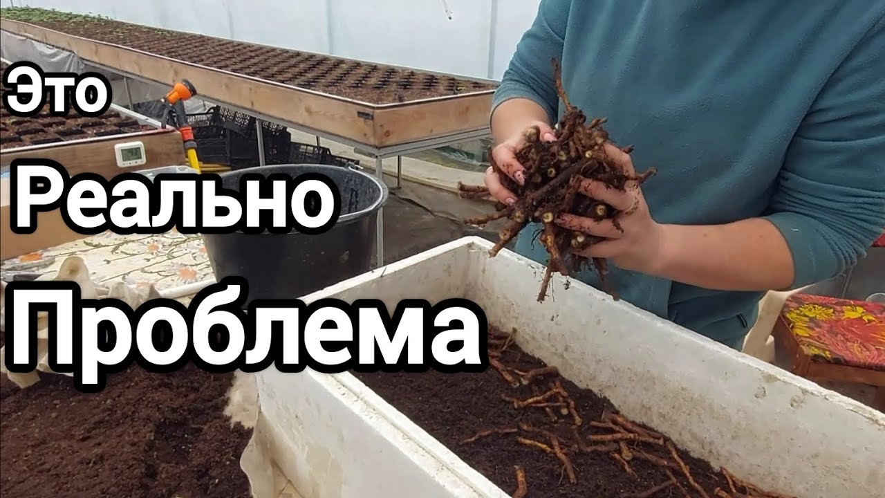 Не всходит корень ежевики. Что делать?