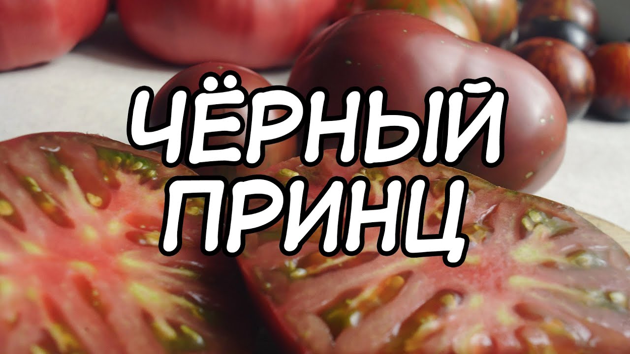 Незаслуженно забытый сорт томата Чёрный Принц