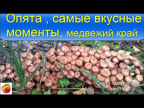 Опята Грибы Рецепт маринованных опят Следы медведя Опята поперли!