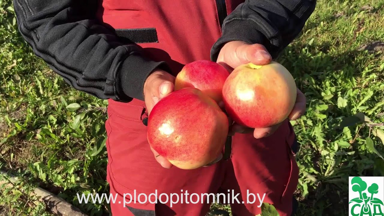 Яблони стелющиеся сорта Соколовское и Ковровое