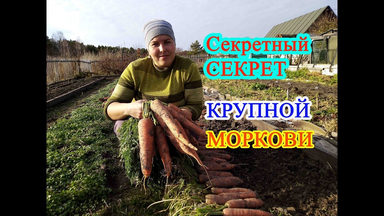 Секретный секрет крупной моркови