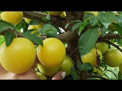 Алыча Царская - Один из лучших сортов алычи с ароматом дыни!