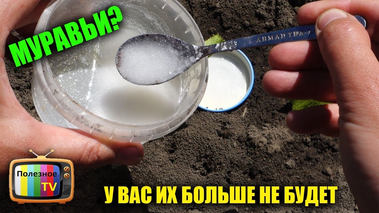 Борьба с муравьями