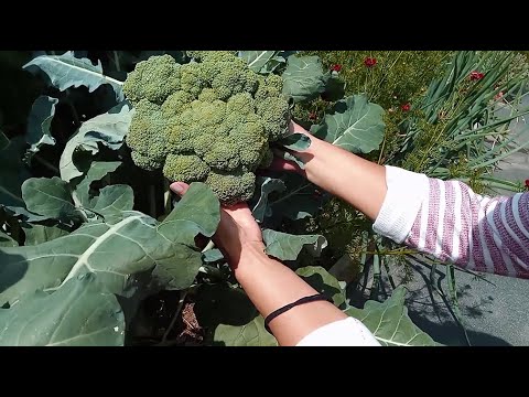 Капуста брокколи от А до Я в природном земледелии.