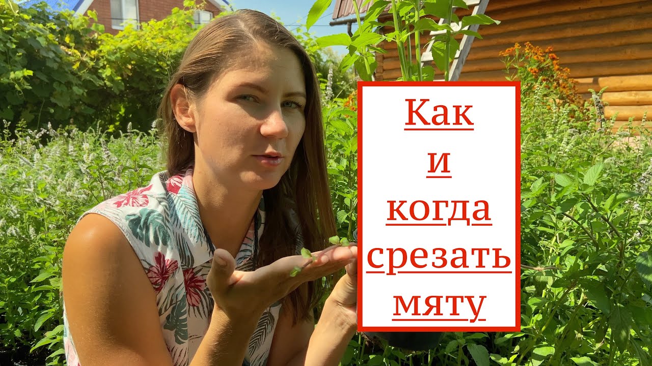 КАК и КОГДА срезать мяту. Выращивание мяты. Как выращивать мяту.