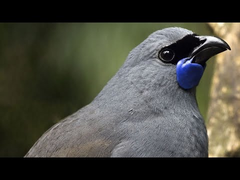 птицы 4