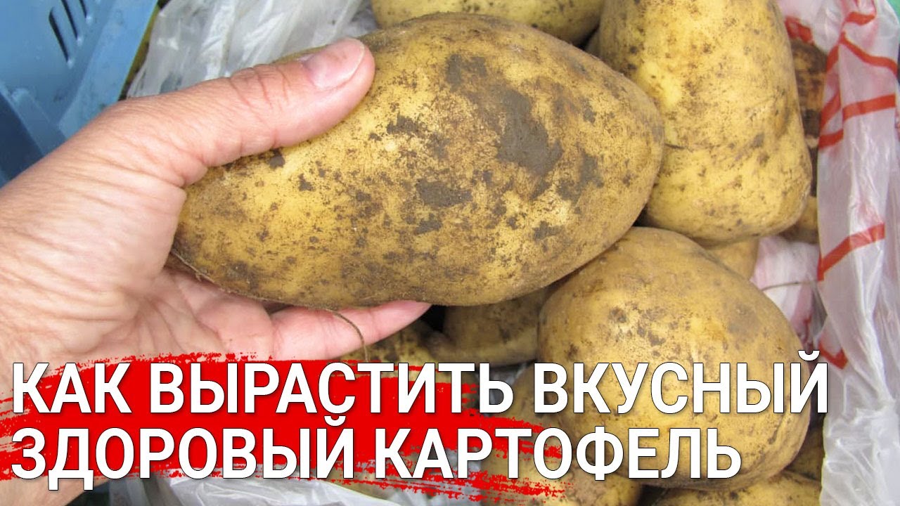 Как вырастить вкусный здоровый картофель