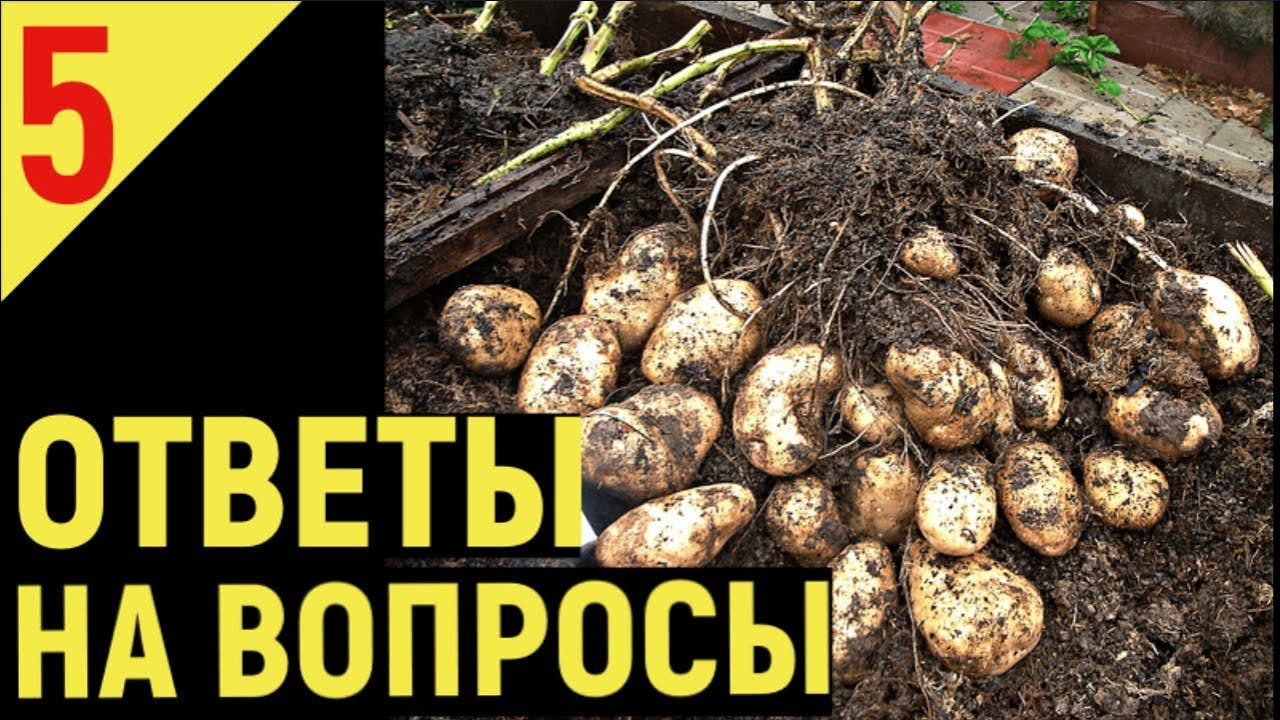ВЫРАЩИВАНИЕ КАРТОФЕЛЯ от А до Я. Ответы на ваши вопросы