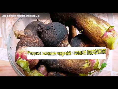 Мои ошибки при посадке редьки/Везде с Цвергом