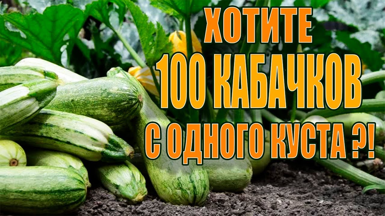 100 КАБАЧКОВ С ОДНОГО КУСТА ЕСЛИ СДЕЛАТЬ ЭТО!!!